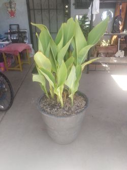 Canna lily