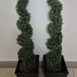 *** REDUCED *** PAIR of 4ft Boxwood Spirals in 11" Black Square Planters @ Lasting Creations