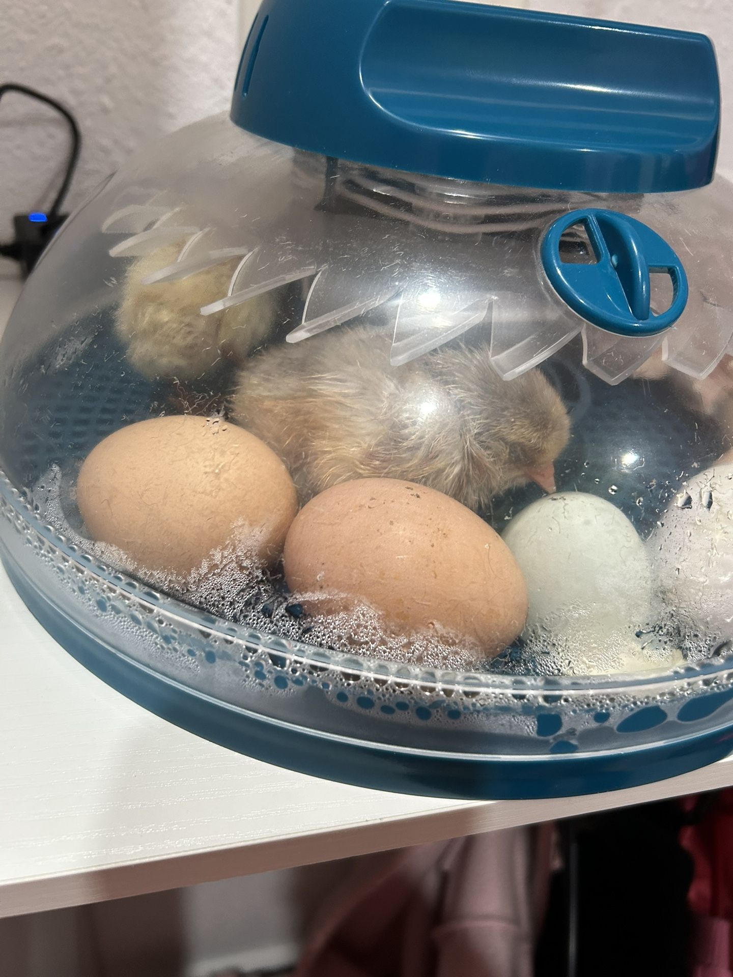 Fertilized Chicken Eggs
