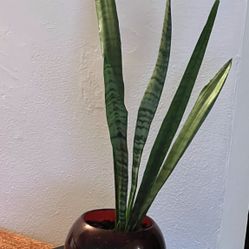 Snake Plant