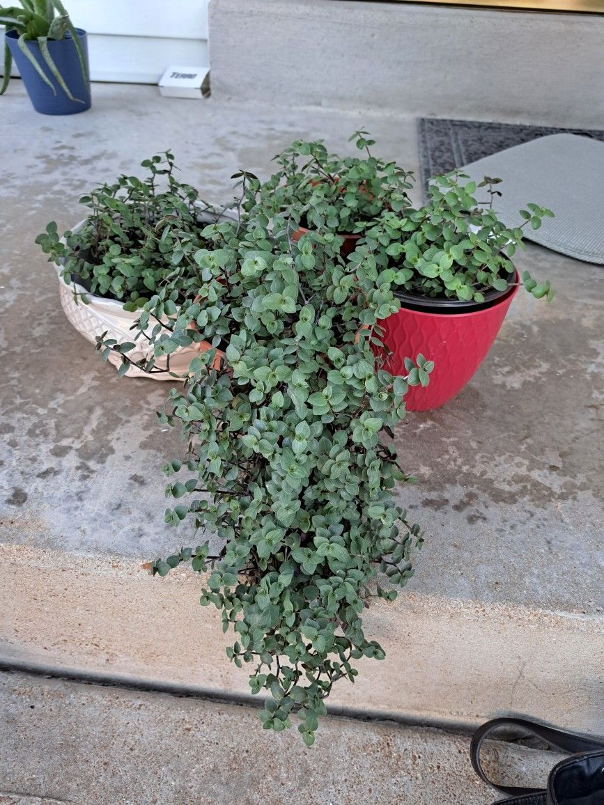 Callisia Repens Succulent Plants $6-$15 Each Pot