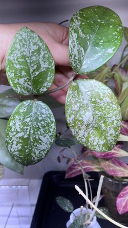 Hoya Carnosa Stardust Splash 