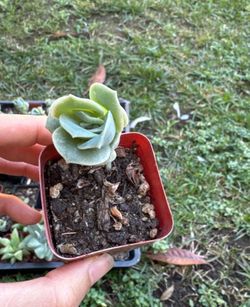 Lovely rose 2 inch pot