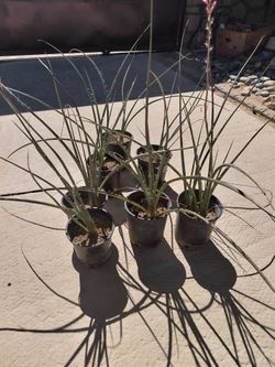 Red Yucca plants