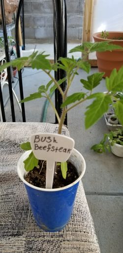 Bush Beefsteak tomatoes Organic plants