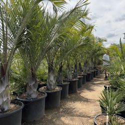 Palm Trees!! 🌴
