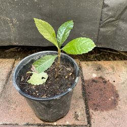 Mispero ( Loquat )