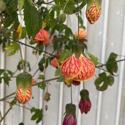 Arbolito De Linterna China , Farolito Chino Con Flores, Está Planta Es Para Patio Con Sol Tambien En Media Sombra Se Da Muy Bonito  Pick Up 