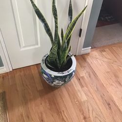 Plant
