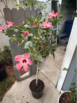 Hibiscus tree