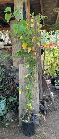 Árbol de pata de vaca