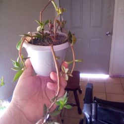 Hanging Succulent 