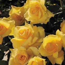 🌹Tea Roses CLASSIC BEAUTY THAT NEVER GOES OUT OF STYLE! 🌿