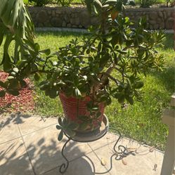 Succulent Arrangement