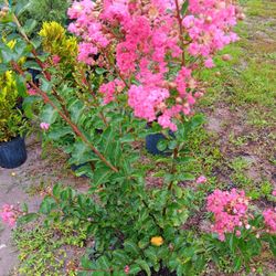 Crepe Myrtles 