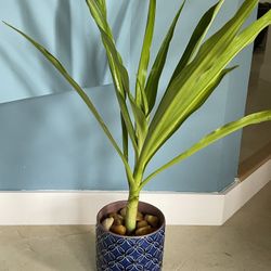 Blue Ceramic Pot With Crinum Lily (Plant)