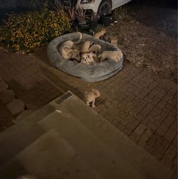 Dog bed