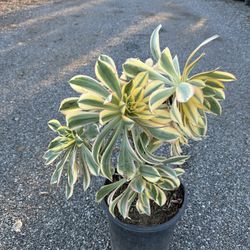 Sunburst Succulent 