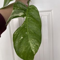 Albo Epi Plant CUTTING- Active Roots