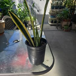 Healthy Snake Plant.