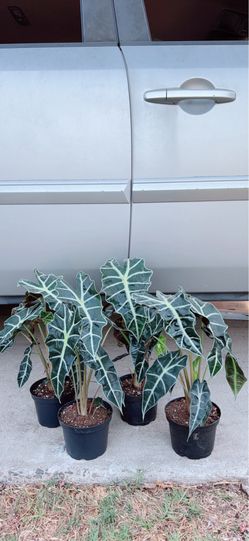 Bambino Alocasia 🪴$15 each