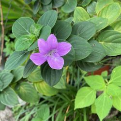 FREE Philippine Violet CUTTINGS *See Description Below ⬇️*