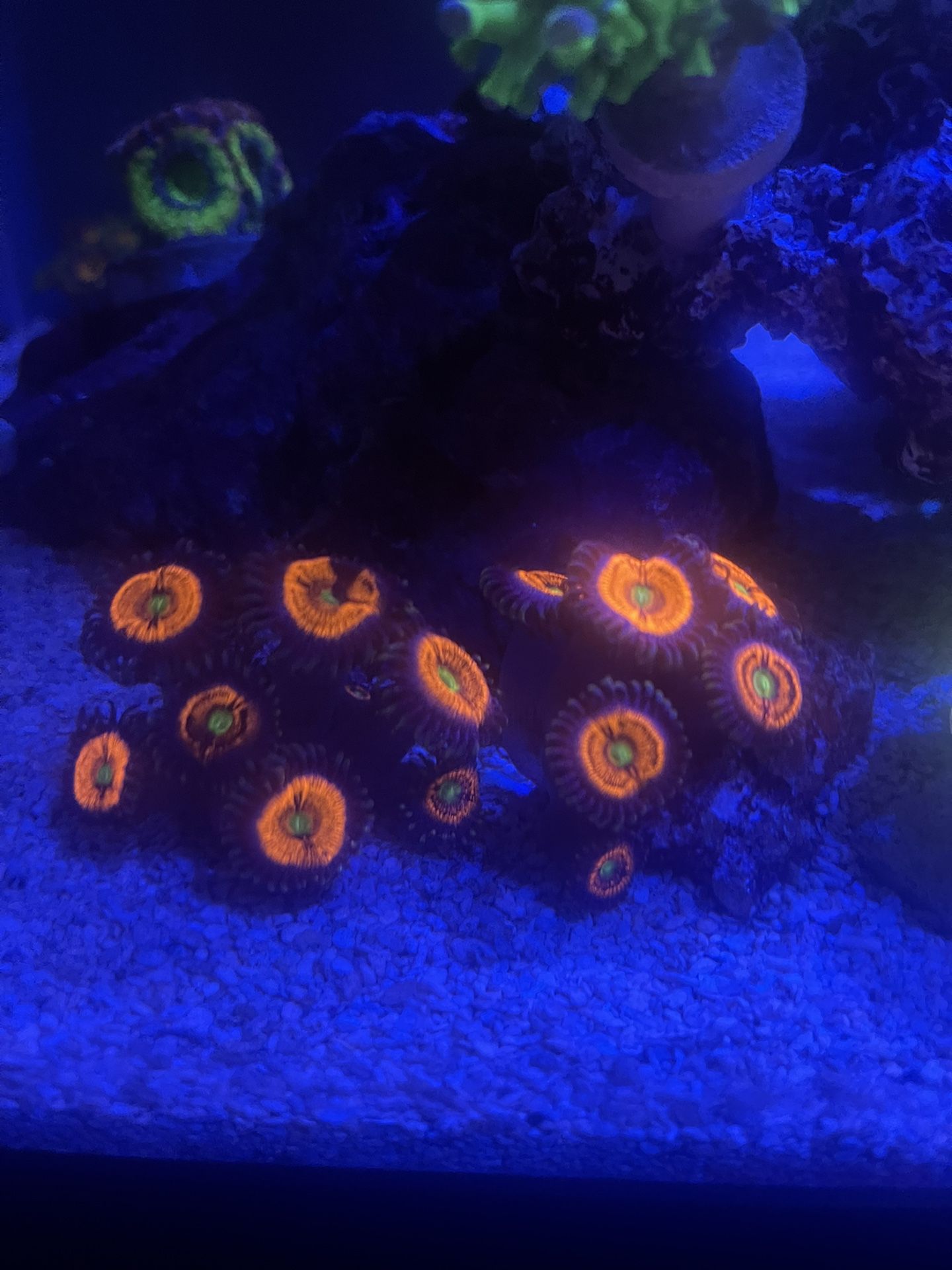 Zoanthids Everlasting Gobbstopper