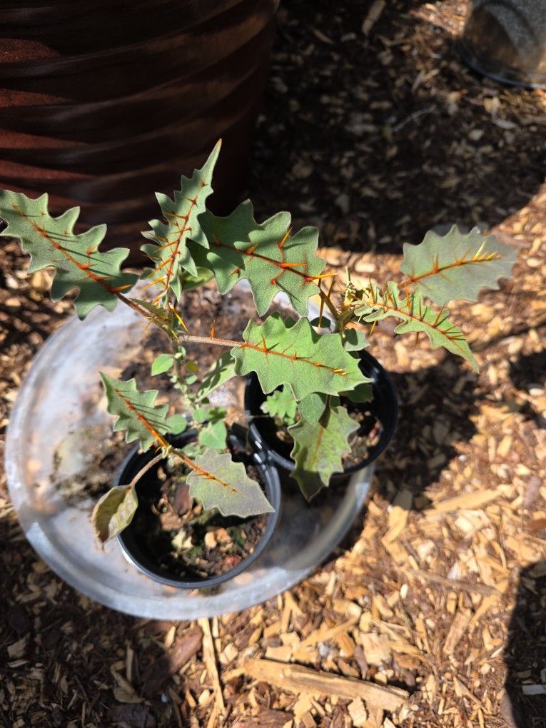 Unique Plants