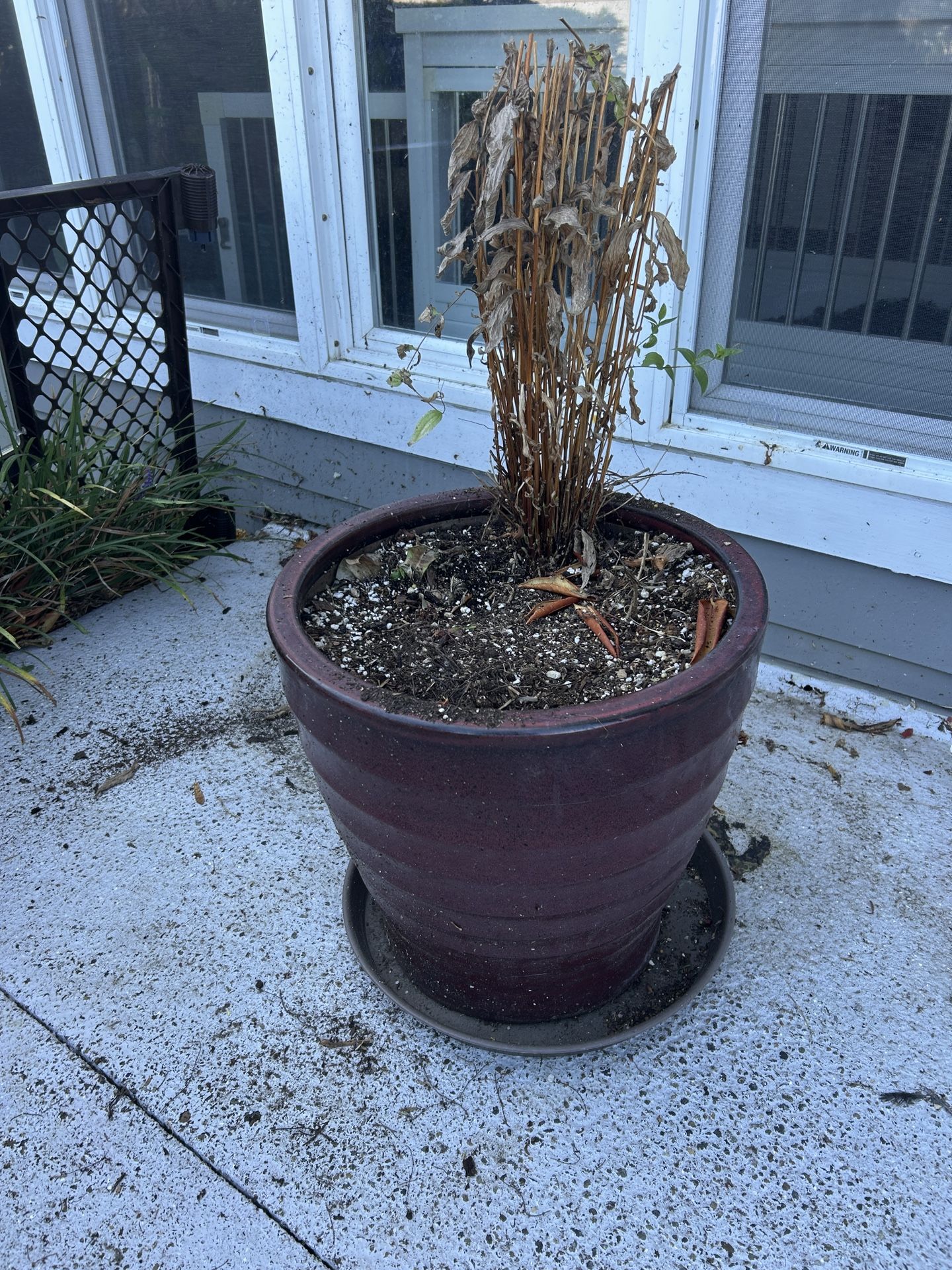 Brown Ceramic Pot With Clematis
