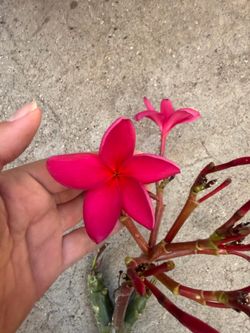 Cutting plumeria