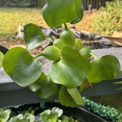 Beautiful Large Water Hyacinth $4 Each