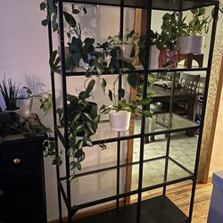 Glass Shelving/Plant Rack (NO DELIVERY)