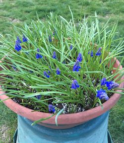 Grape Hyacinth