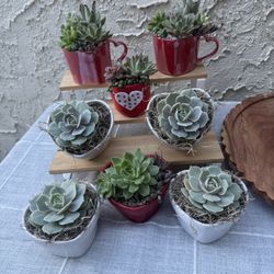 Valentine Succulent Arrangements 