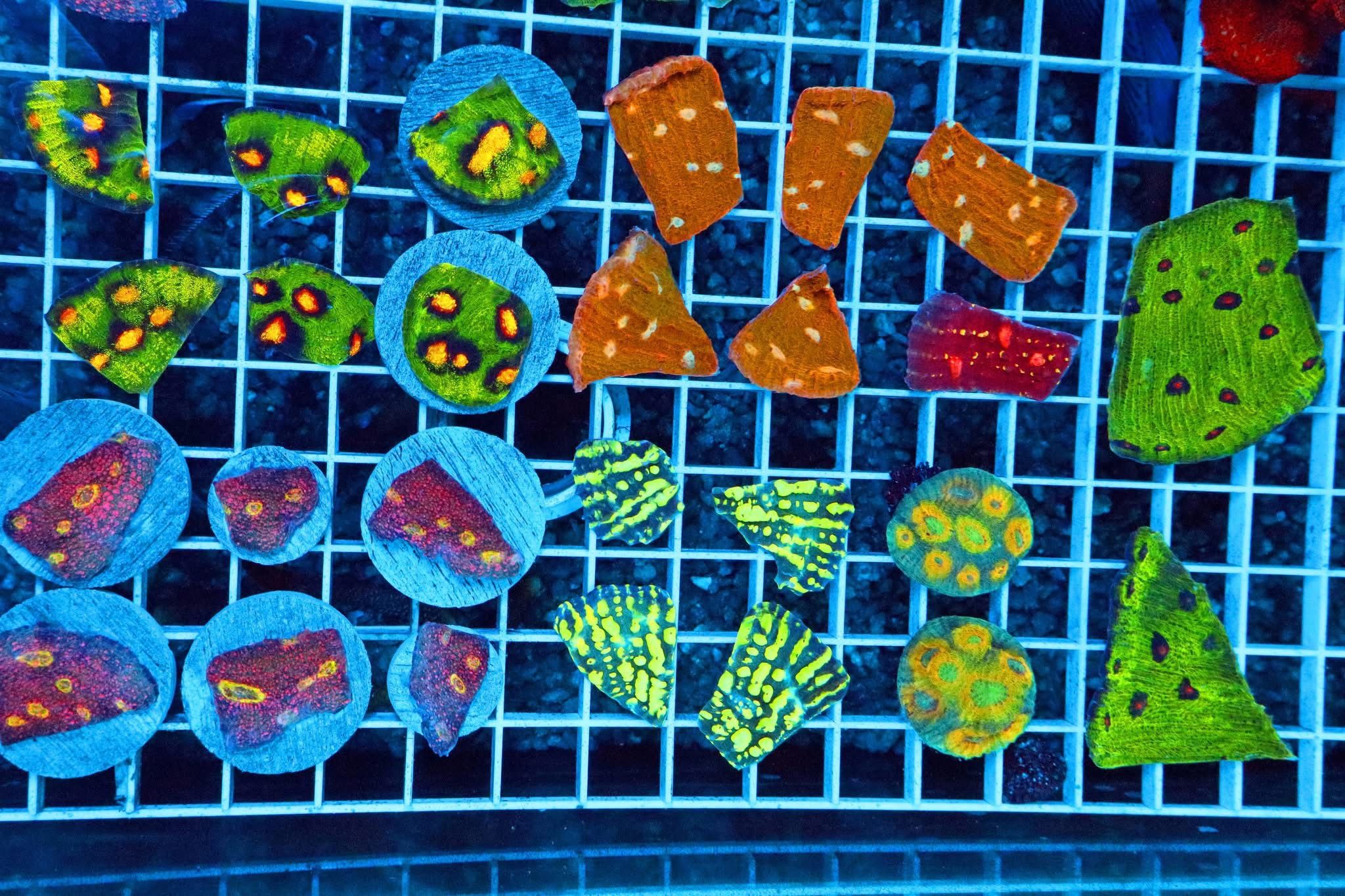 Aquarium Decorations