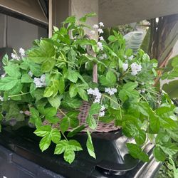 Beautiful Fake Plant. Great Condition. $23 only.