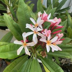 Large Plumerias For Sale ( Various Colors) 