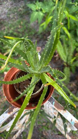 Chinese Aloe vera