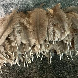 feathers-ostrich 
