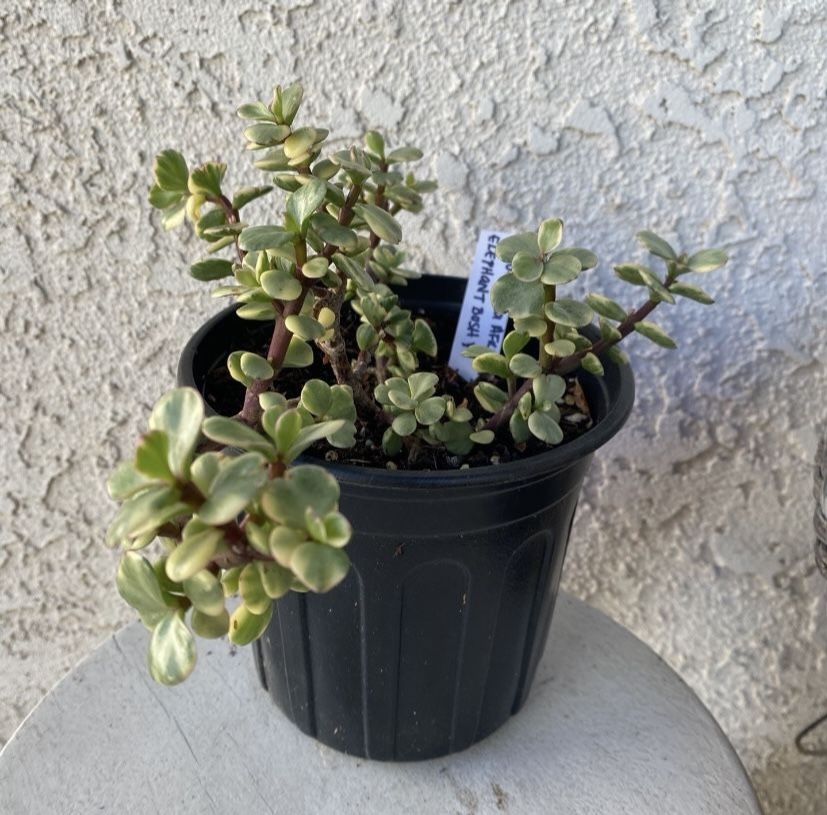 1 Gallon Pot Succulent Plant - Portulacaria Afra Variegated - Elephant Bush - Drought Resistant - Established - Perfect for Landscaping & Arrangements