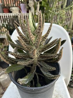 Kalanchoe 