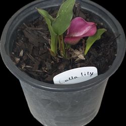 Calla Lily 