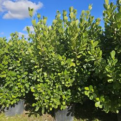 clusias arecas and podocarpus over 8 feet tall Instant Privacy Hedge For Fence Green Full 