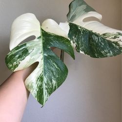 Beautiful Albo Monstera Plant CUTTING with Active Root