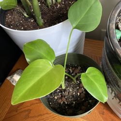 Baby Monstera With Pot