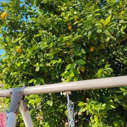 Fresh Lemons $3 A Grocery Bag Full