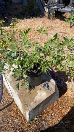 Planta de Citronela