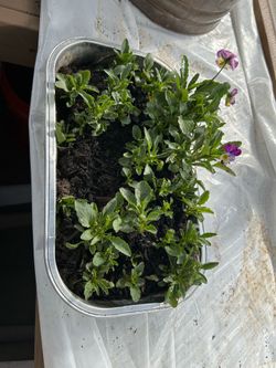 Pansies