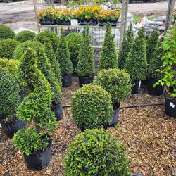 Topiaries Small 