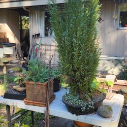 Sale Plants Comics Antiques Furniture 